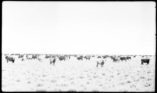 Victoria R. cattle, Victoria River, NT [ca. 1925-1927] [picture] : [Central Australia] / [Frank Hurley]