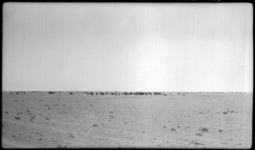 Mob from [unreadable] [cattle on an open plain] [picture] : [Central Australia] / [Frank Hurley]