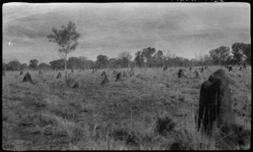Ant hills in mitchell grass pn [magnetic ant hills, or termite mounds, Northern Territory, ca. 1925] [picture] : [Central Australia] / [Frank Hurley]