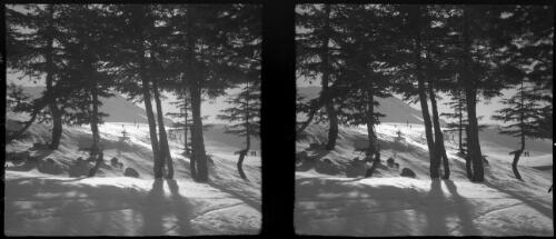 Cedars of Lebanon, near Buchare [2] [picture] : [Lebanon, World War II] / [Frank Hurley]