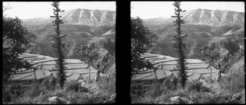 Cedars of Lebanon, near Buchare [figure, single tree centre of image, stepped plains] [picture] : [Lebanon, World War II] / [Frank Hurley]