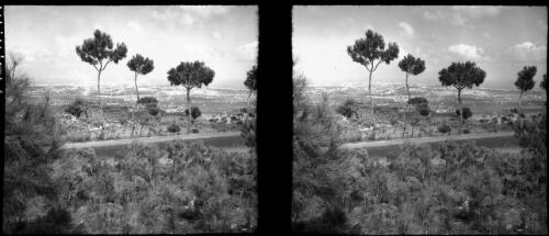 Lebanon Camp [trees and foliage alongside a road] [picture] : [Lebanon, World War II] / [Frank Hurley]
