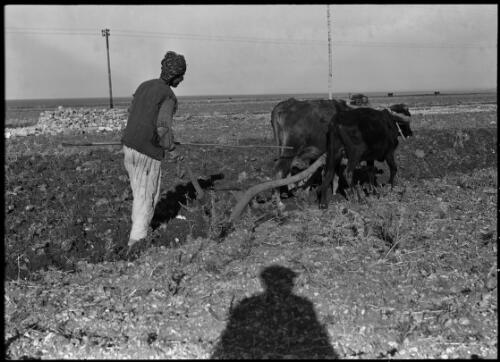 Farmer tilling with oxen, N. Syria [picture] : [Syria, World War II] / [Frank Hurley]