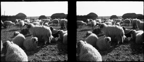 Flock of sheep [2] [picture] / [Frank Hurley]