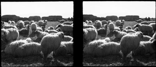 Flock of sheep [1] [picture] / [Frank Hurley]