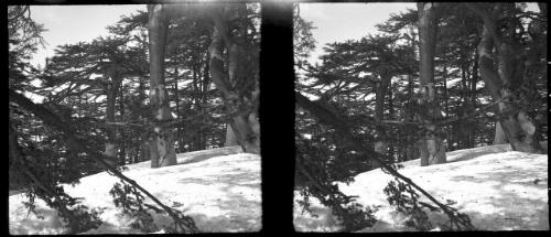 Cedars of Lebanon [AIF ski unit, 1940-1942, 3] [picture] : [Lebanon, World War II] / [Frank Hurley]