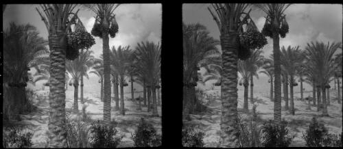 Date palms in full bearing [picture] : [Egypt, World War II] / [Frank Hurley]