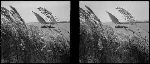 Felucca on Nile seen through pampas grass on way to Helwan [picture] : [Egypt, World War II] / [Frank Hurley]