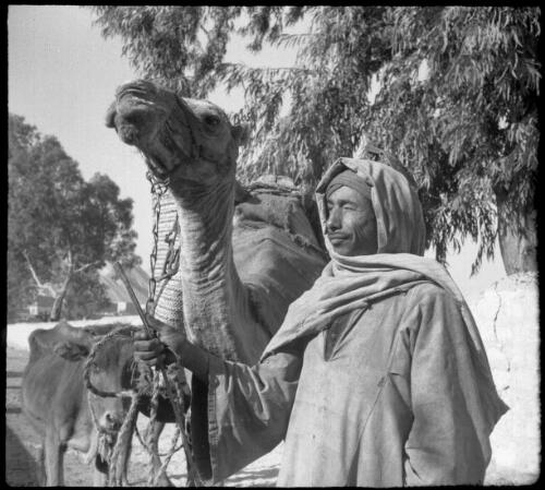 Cairo [man leading a camel] [picture] : [Egypt, World War II] / [Frank Hurley]