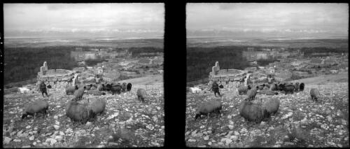 Baalbek [shepherds and a group of sheep] [picture] : [Lebanon, World War II] / [Frank Hurley]