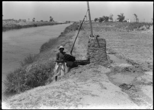 Irrigating with the primitive Shaduf, Egypt, this method of raising water is as old as the Pharoahs [picture] : [Egypt, World War II] / [Frank Hurley]