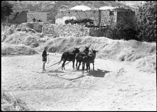 Another method of threshing grain Syria, Palestine [picture] / [Frank Hurley]