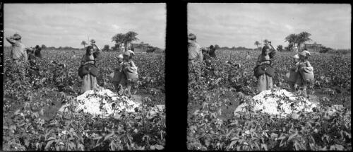 Cotton picking [picture] / [Frank Hurley]