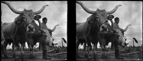 Senussi farm with his long horned Sicilian ploughing cattle [picture] / [Frank Hurley]