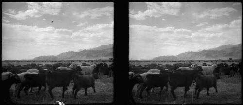 Flocks grazing in the open country near Beisitun, some way from Kermanshah [Kurdestan], all this country is snowbound in winter [picture] : [Iran, World War II] / [Frank Hurley]