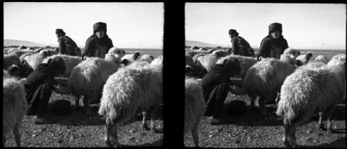 Scenes taken around a Bedouin camp near Tartous Syria [back view of milking a sheep] [picture] : [Syria, World War II] / [Frank Hurley]
