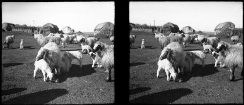 Scenes taken around a Bedouin camp near Tartous Syria, showing the typical coarse wooled sheep [seven sheep and their lambs] [picture] : [Syria, World War II] / [Frank Hurley]