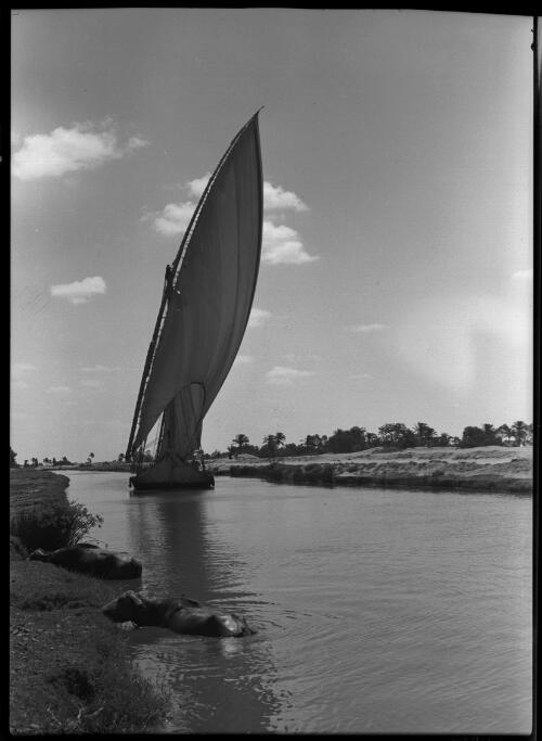 Fellucca [felucca] fresh water canal that runs from Cairo to Ismalia. [picture] : [Egypt, World War II] / [Frank Hurley]