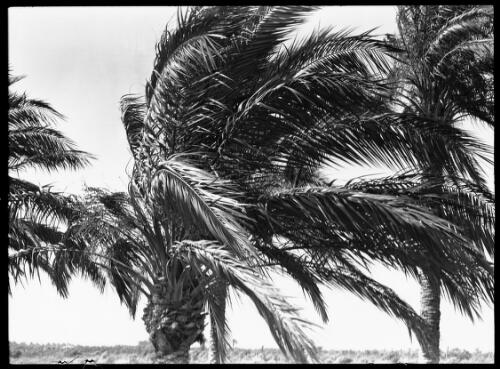 Date palm [picture] : [Syria, World War II] / [Frank Hurley]