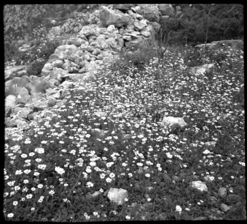Spring flowers which deck the uncultivated soil on hill & dale in the Lebanons [picture] : [Lebanon, World War II] / [Frank Hurley]