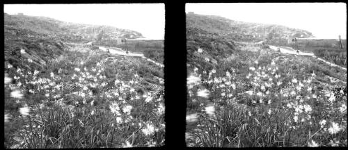 Spring flowers which deck the uncultivated soil on hill & dale in the Lebanons [structures in the distance] [picture] : [Lebanon, World War II] / [Frank Hurley]