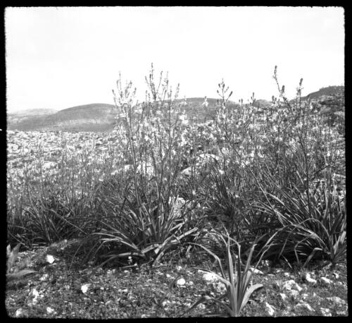 Spring flowers which deck the uncultivated soil on hill & dale in the Lebanons [hills and sky in background] [picture] : [Lebanon, World War II] / [Frank Hurley]