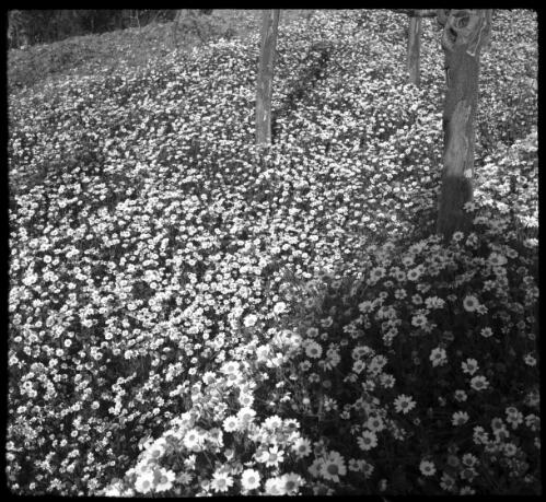 Spring flowers which deck the uncultivated soil on hill & dale in the Lebanons [trees surrounded by the flowers] [picture] : [Lebanon, World War II] / [Frank Hurley]