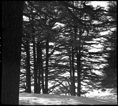 On the snow playground of the Lebanons, at the Cedars [trees] [picture] : [Lebanon, World War II] / [Frank Hurley]