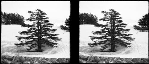 On the snow playground of the Lebanons, at the Cedars [tree in centre and a brick wall in the foreground] [picture] : [Lebanon, World War II] / [Frank Hurley]
