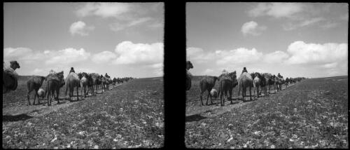 Arabs changing pastures, Transjordan [1] [picture] : [Jordan] / [Frank Hurley]