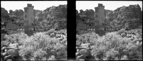 Petra showing white bloom in flower [picture] : [Jordan, World War II] / [Frank Hurley]