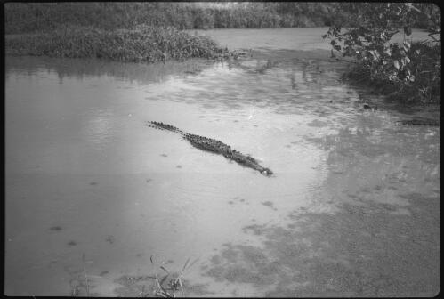 [Crocodile in water] [picture] / [Frank Hurley]