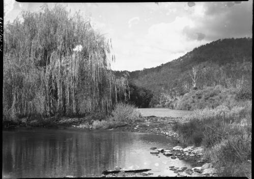 [Trees and scrub growning on a river bank] [picture] / [Frank Hurley]