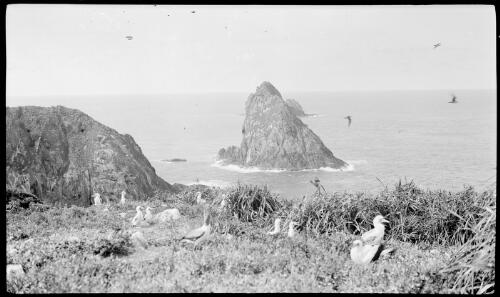[Flock of nesting masked boobies, Lord Howe Island] [picture] / [Frank Hurley]