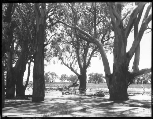[Flood water in the bush, 2] [picture] / [Frank Hurley]