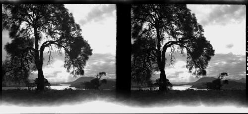 [Tree with downward curving branches left foreground ca. 1938-1947] [picture] : [Tasmania] / [Frank Hurley]