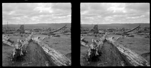 [Barren landscape with dead trees ca. 1938-1947] [picture] : [Tasmania] / [Frank Hurley]