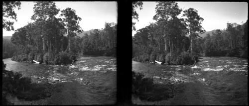 [Forked river, bush setting ca. 1938-1947] [picture] : [Tasmania] / [Frank Hurley]