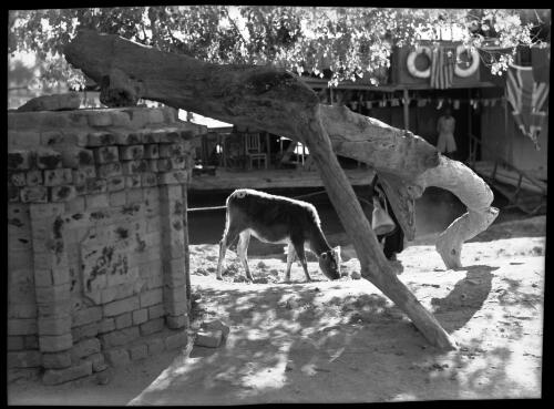 The Tree of Knowledge, legendary Garden of Eden Gurnah [Qurna], junction of Tigris & Euphrates [with figures and a cow, 1944] [picture] : [Iraq, World War II] / [Frank Hurley]