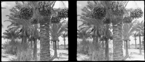 Basra, date palms in full bearing [1944] [picture] : [Iraq, World War II] / [Frank Hurley]