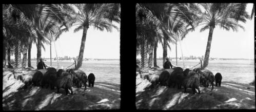 Scenes near Qurna, the legendary site of the Garden of Eden [a figure with a herd of sheep, on a riverbank, with palm trees, 1944] [picture] : [Iraq, World War II] / [Frank Hurley]