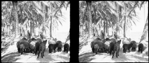Scenes on the bank of the Euphrates, Qurna, the Legendary Garden of Eden [two figures with a flock of sheep amidst date palms, 1944] [picture] : [Iraq, World War II] / [Frank Hurley]