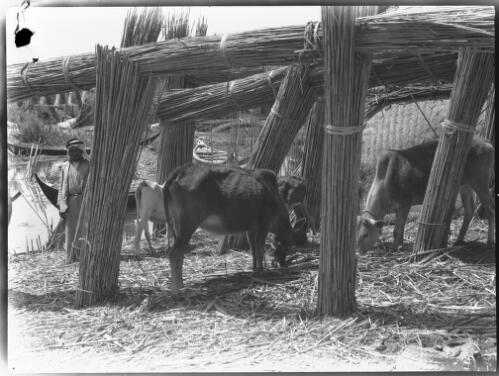 Cow pen showing roof supported with reed columns, Chubaish, Euphrates Swamps [1944] [picture] : [Iraq, World War II] / [Frank Hurley]