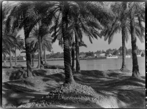[Across to Qurna, legendary site of Garden of Eden, 1944, 2] [picture] : [Iraq, World War II] / [Frank Hurley]