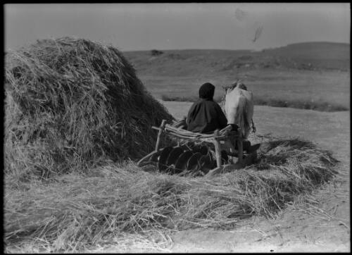 Threshing grain [with a figure and an animal dragging a machine, 1944] [picture] : [Iraq, World War II] / [Frank Hurley]