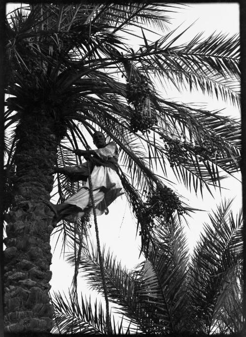 [Man up in date palm with a rope, 1944, 1] [picture] : [Iraq, World War II] / [Frank Hurley]