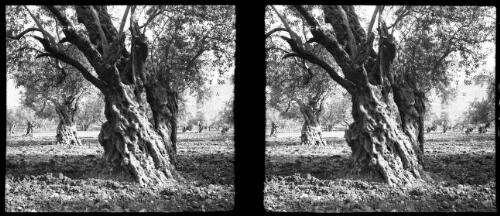 [Grove of very gnarled trees, 1944] [picture] : [Iraq, World War II] / [Frank Hurley]