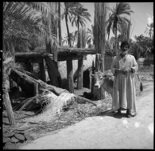 Chubaish [a bearded figure with a cow near a reed hut, 1944] [picture] : [Iraq, World War II] / [Frank Hurley]