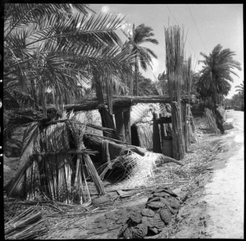 Chubaish [reed hut and date palms, 1944] [picture] : [Iraq, World War II] / [Frank Hurley]