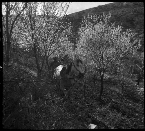 [A man with a horse, trees and hills] [picture] : [Cairo, Egypt, World War II] / [Frank Hurley]